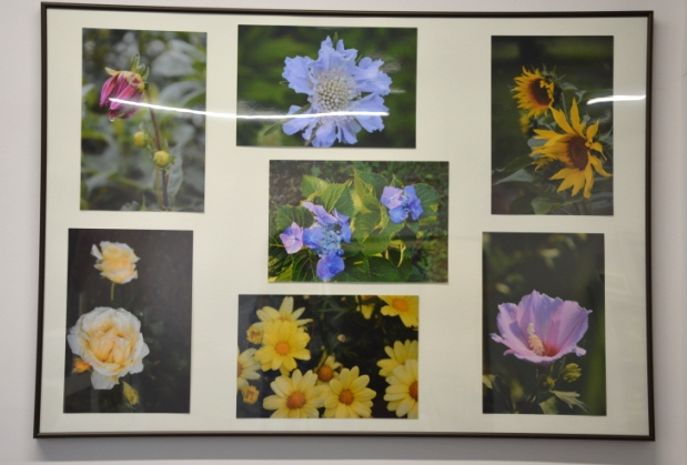 Antyrama z fotografiami kwiatów